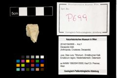 Foto (Objekt + Etikett) von Decapoda indet.  (NHMW-GEO-2014-0194-0699)